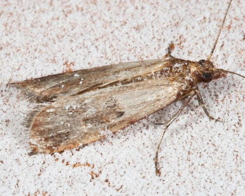 güve kelebeği, moth haşere market pest control